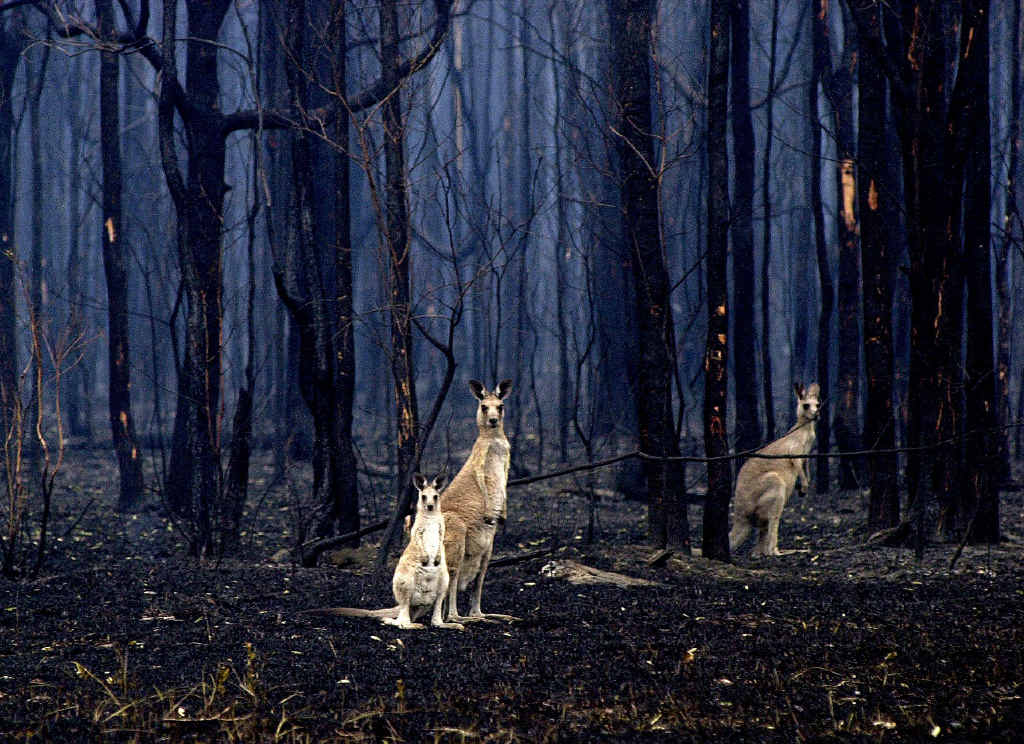DEVASTATION: Kangaroos in the bush after a fire near New Italy in 2002. All fire photos The Northern Star Archives DEVASTATION: Kangaroos in the bush after a fire near New Italy in 2002. All fire photos The Northern Star Archives